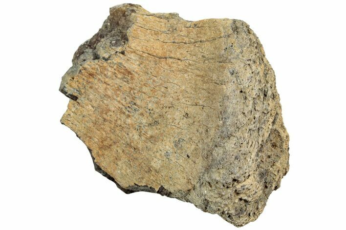 Fossil Dinosaur Bone Section - Wyoming #233817
